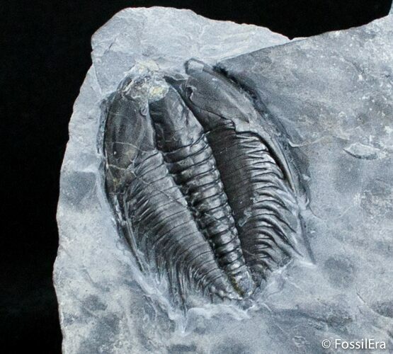 Orygmaspis Contracta Trilobite, Upper Cambrian #2945